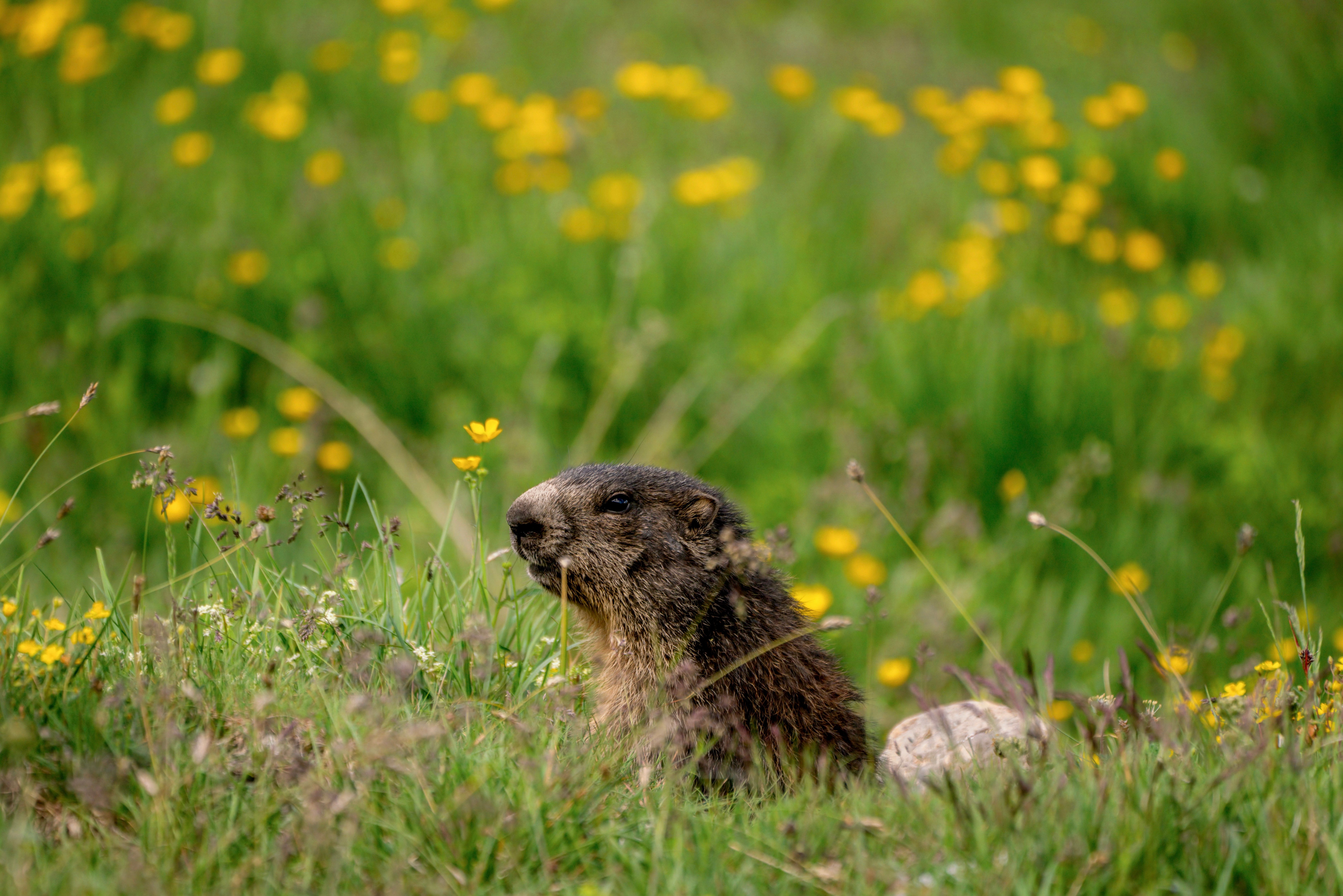 Cute marmot (Representative Image Source: Pexels | Photo by )