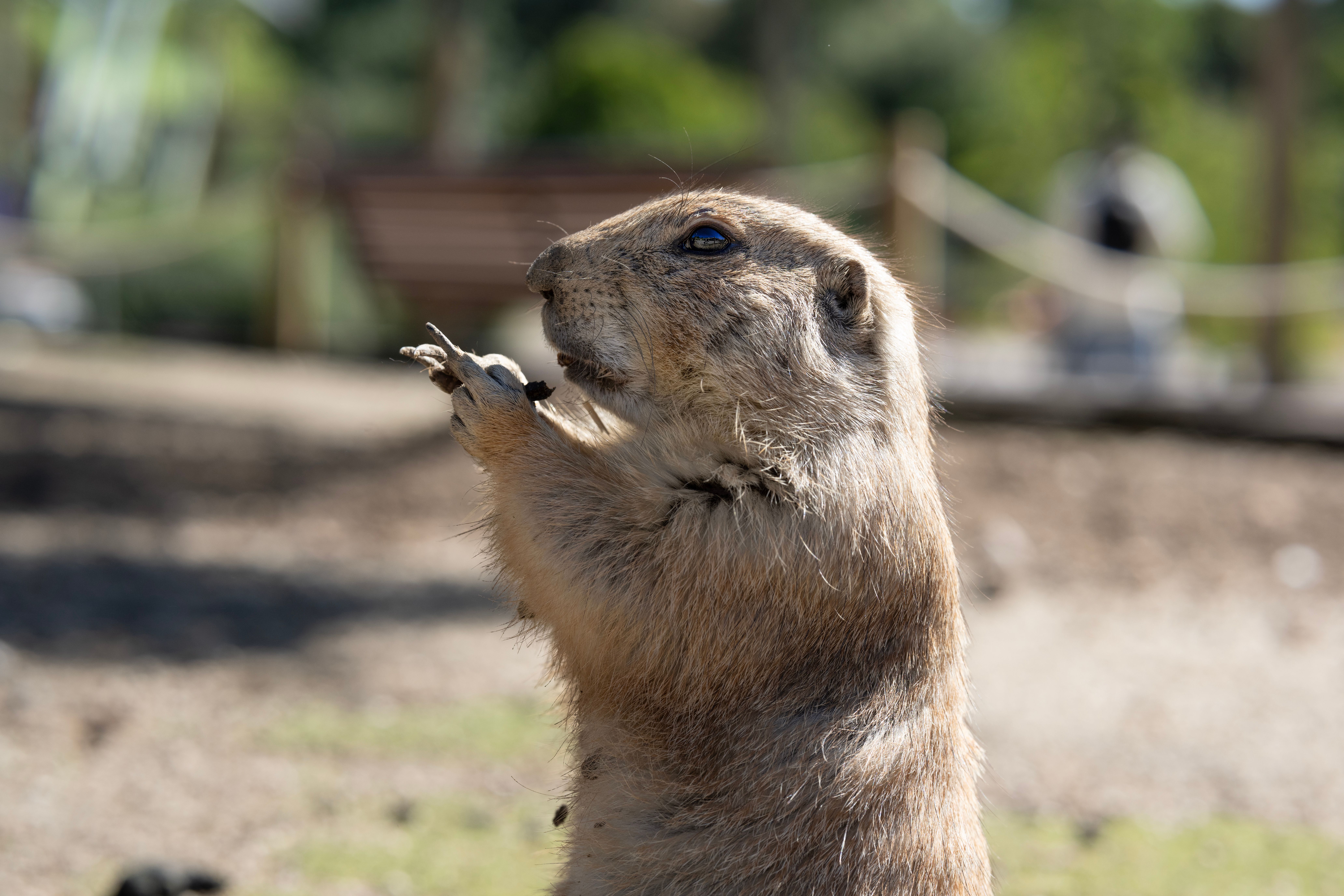 Cute marmot (Representative Image Source: Pexels | Photo by )