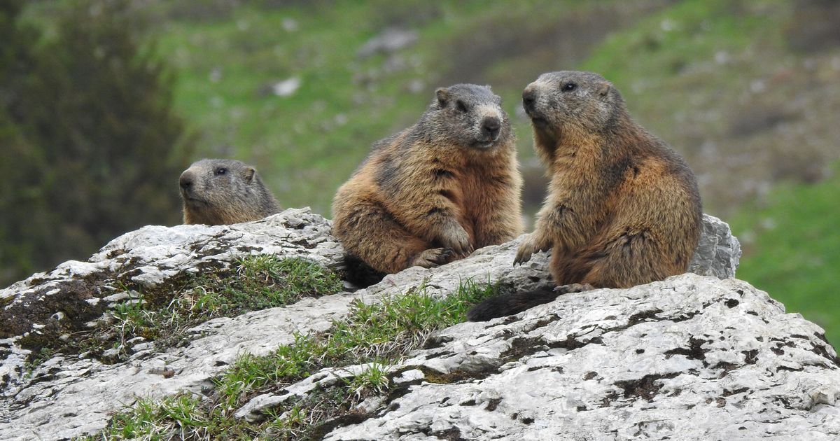Scientists just launched an 'OnlyFans' for marmots. Here's why
