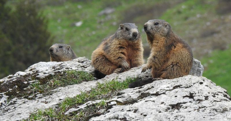 Scientists just launched an 'OnlyFans' for marmots. Here's why