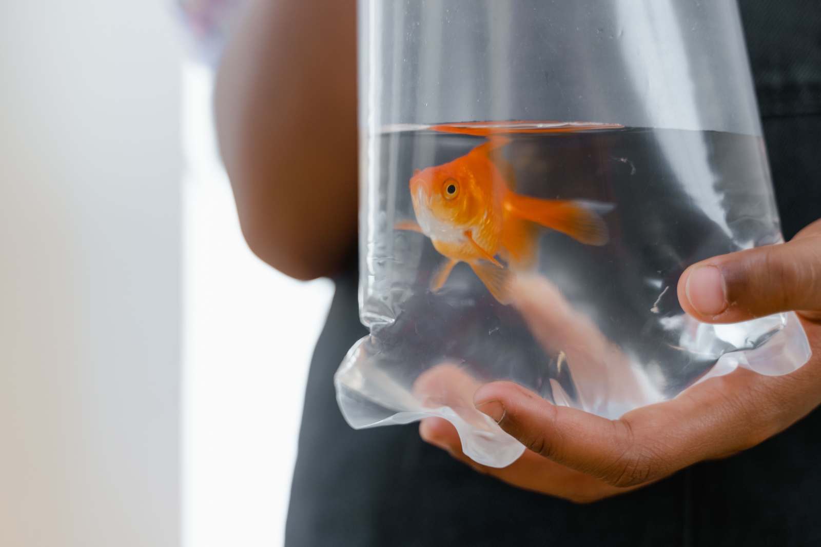 Person holding a goldfish in a transparent plastic bag filled with water. (Representative Cover Image Source: Pexels | Photo by MART PRODUCTION)