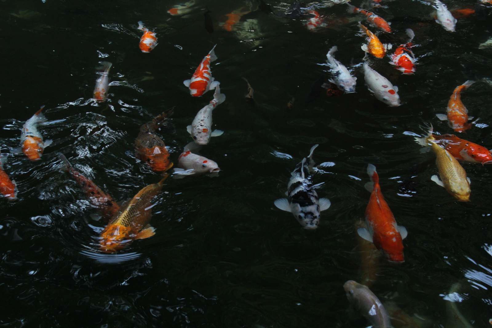 Colorful goldfish in a vibrant aquarium setting. (Representative Cover Image Source: Pexels | Photo by Hendesign Official)
