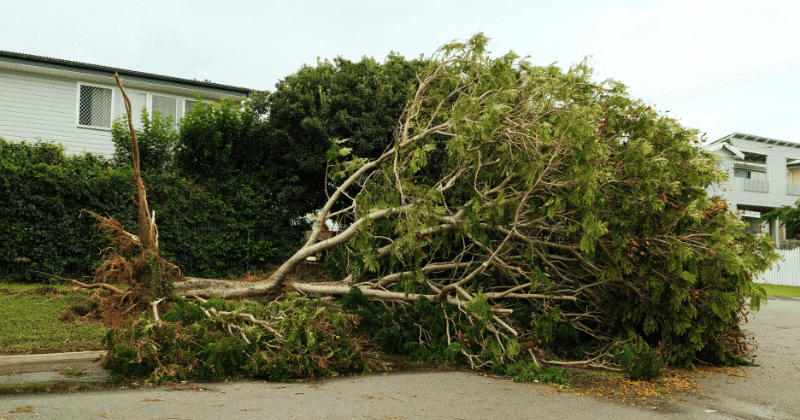 A large tree lies uprooted on a street after a severe storm (Representative Image Source: Pexels | Photo by April Yang)