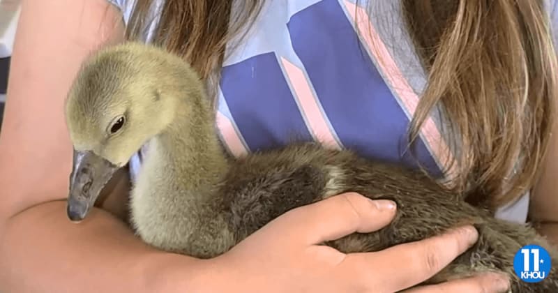 Wife never wanted a pet goose. Four months later, he woke up at 3 a.m. after their barn caught fire