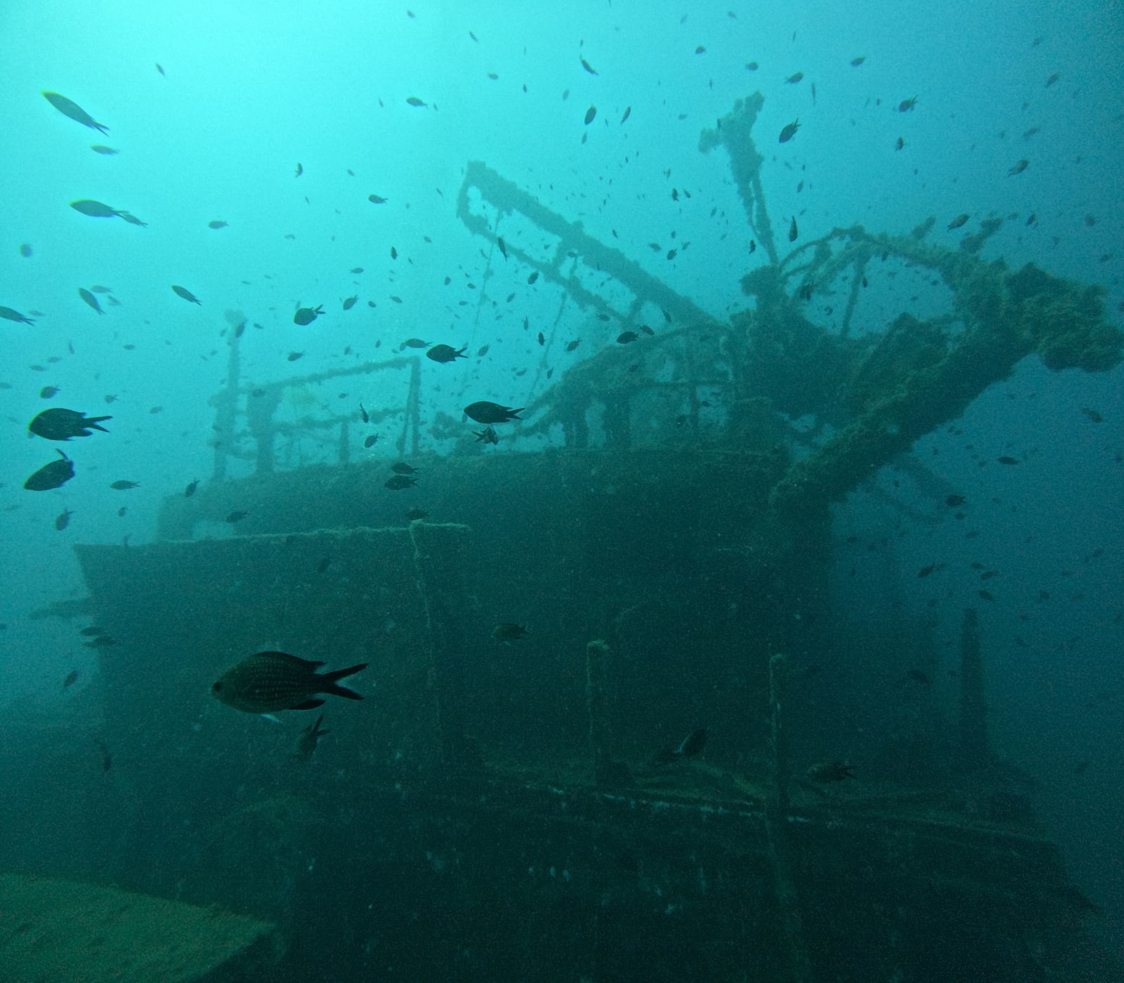 Underwater shipwreck teeming with marine life. (Representative Cover Image Source: Pexels | Photo by Julien de Meyer)