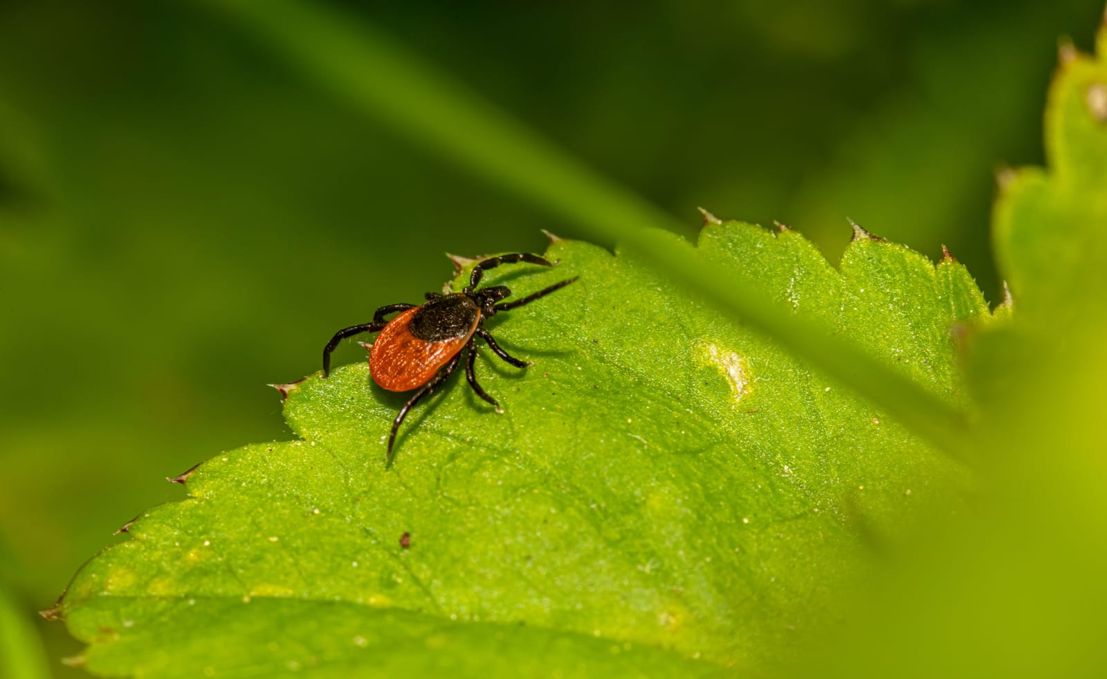 Red and blacklegged tick crawling on a green leaf (Representative Image Source: Pexels | Photo by )