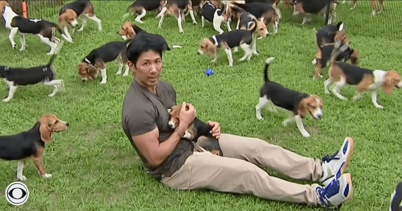Over 2,000 'lab beagles' breathe fresh air for the first time after woman leads rescue from 60-year-old supplier