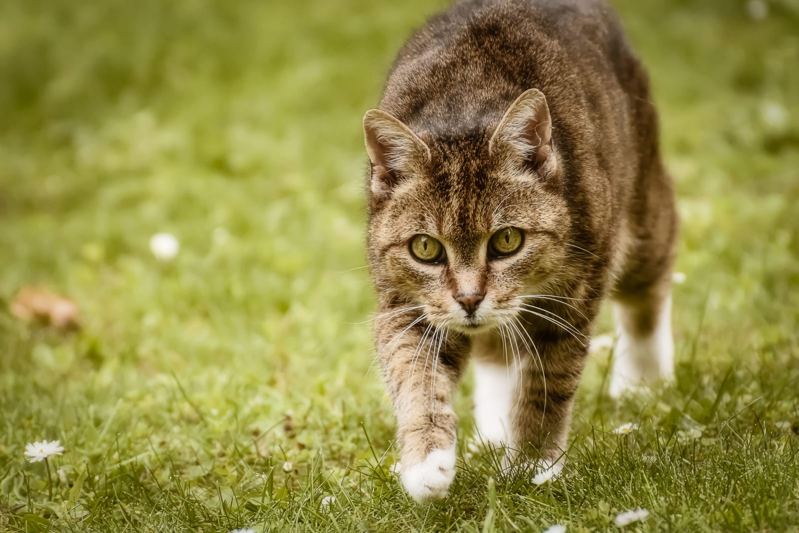 Wild cat gazing into the camera (Representative Image Source: Pexels | Photo by )