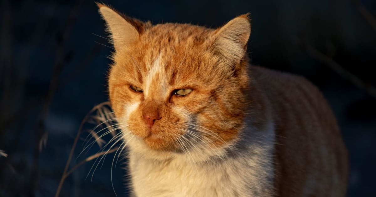 Scientists find cat parasite that fuels risky behavior in humans. Almost 60% of us have it