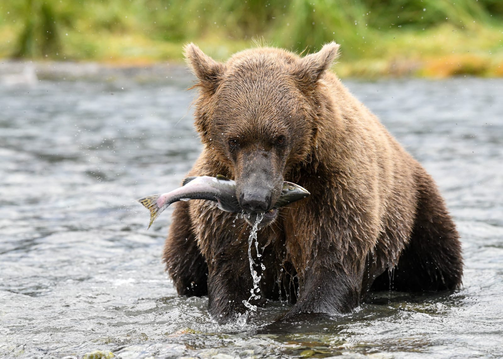 A brown bear skillfully catches a salmon in a river in Alaska's wilderness, showcasing natural hunting behavior. (Representative Cover Image Source: Pexels | Photo by A G)