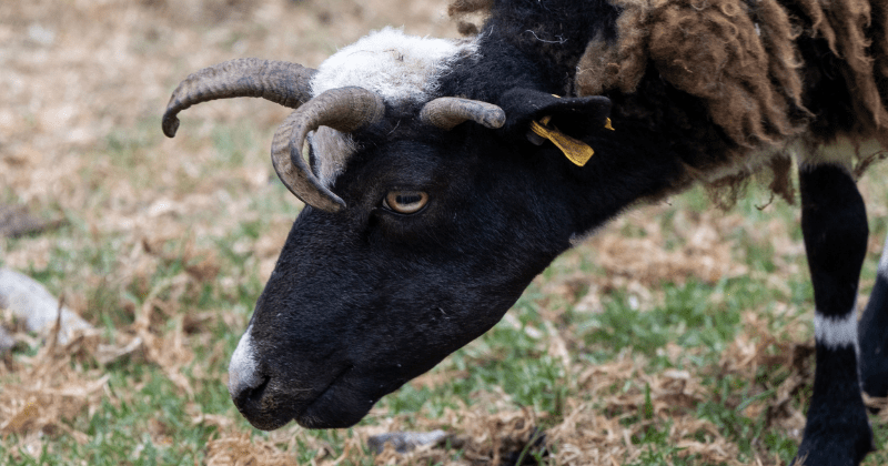 A Jacob sheep with distinctive horns grazes on grass in a rural pasture setting (Representative Image Source: Pexels | Photo by Joost van Os)