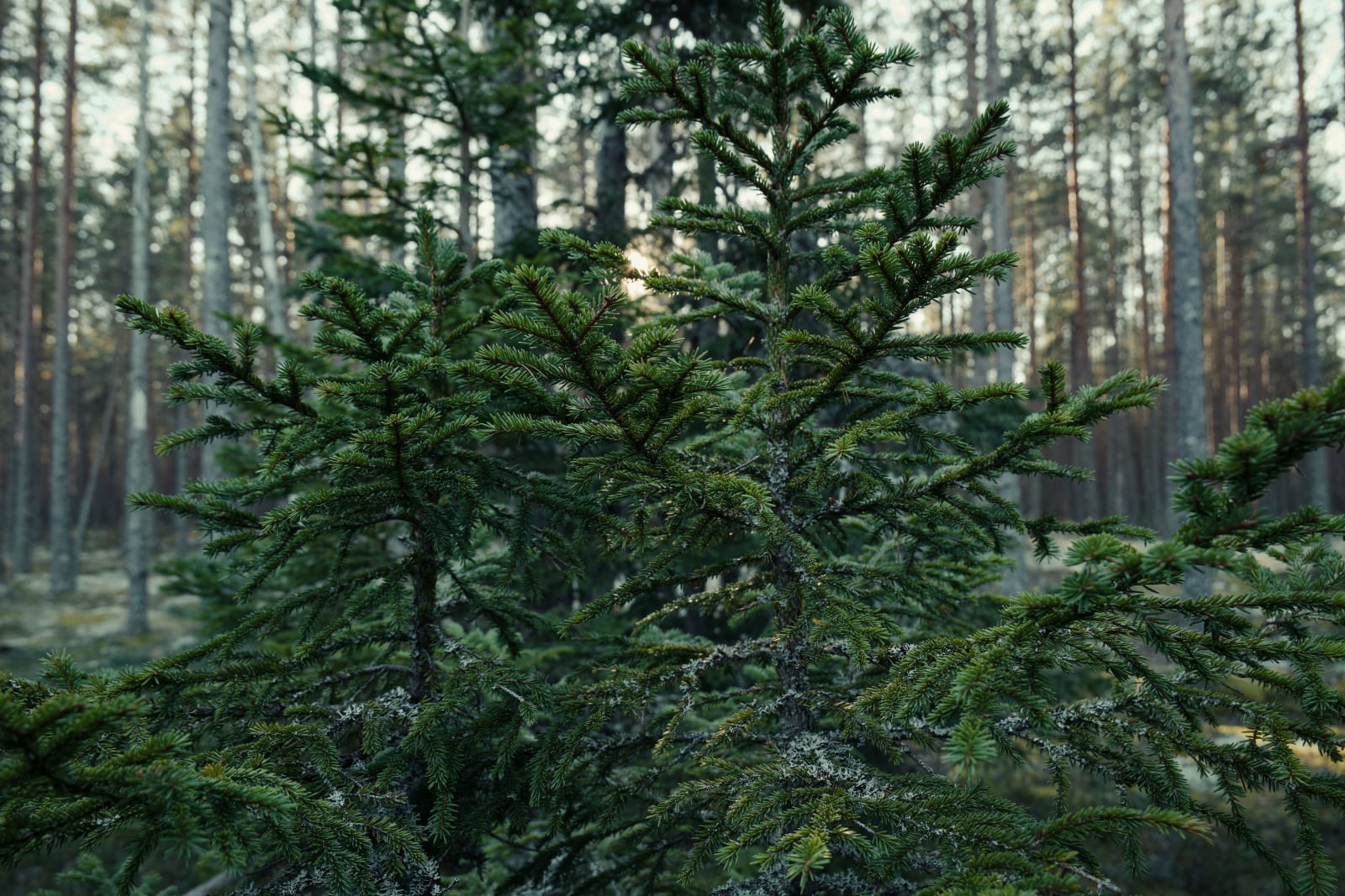 Tranquil capture of a lush evergreen spruce tree in a boreal forest setting.