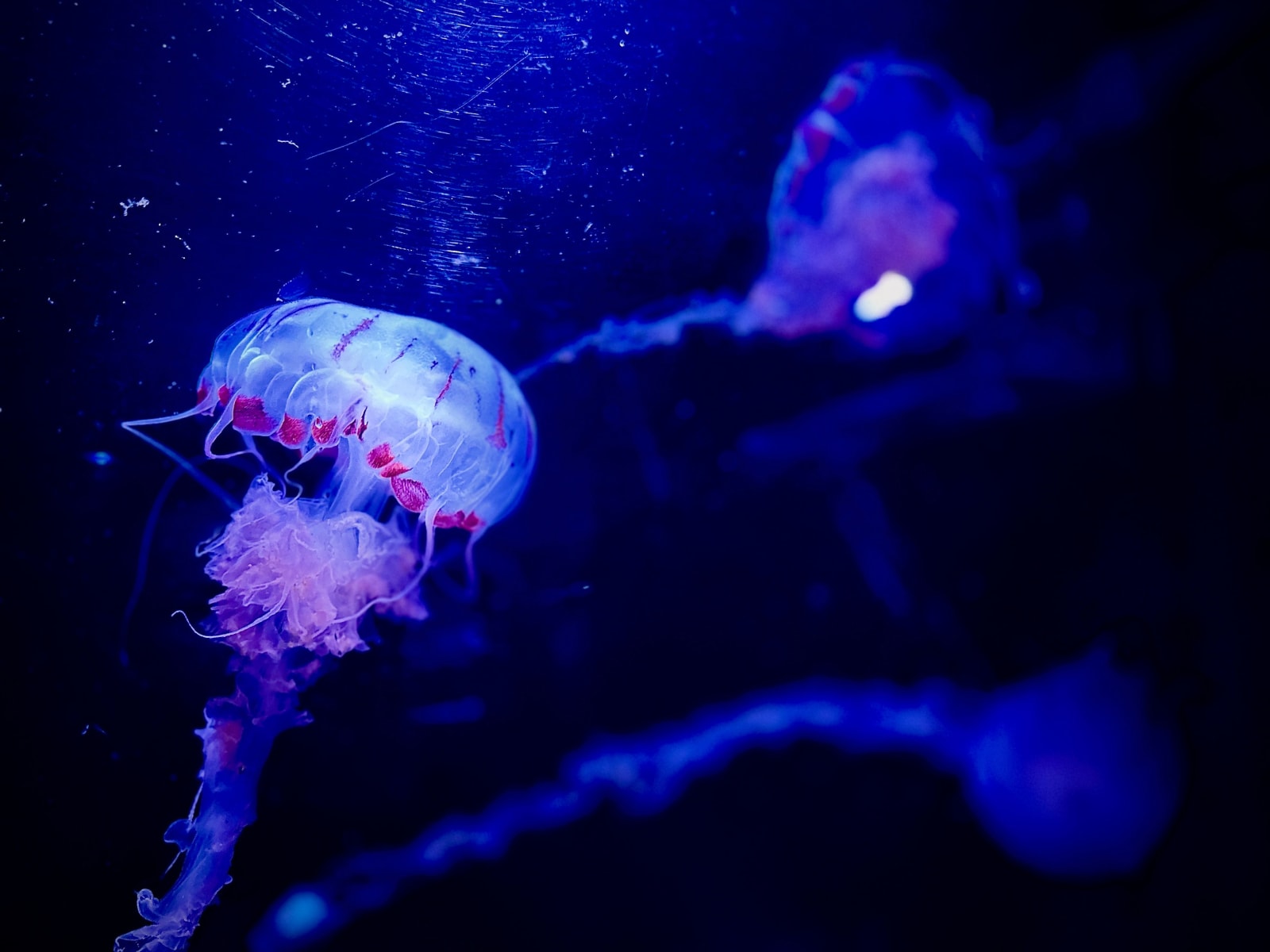 Planktons feeding on dissolved oxygen in a glowing, enchanting sea (Representative Image Source: Pexels | Photo by Wart Oxana)