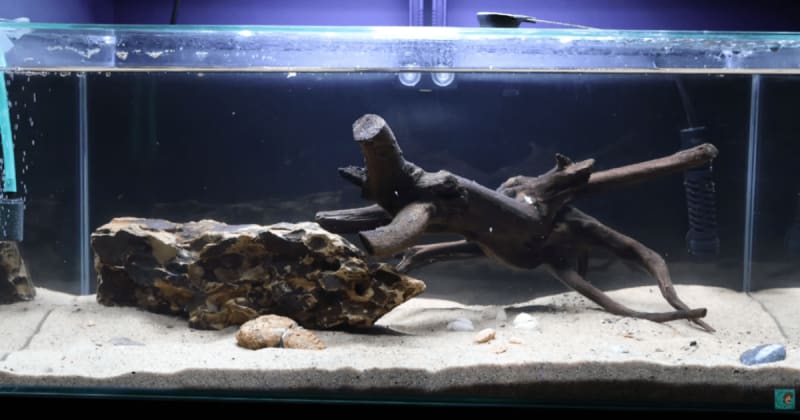 Man's fake flash flood revives 300-million-year-old eggs. They immediately turn on each other