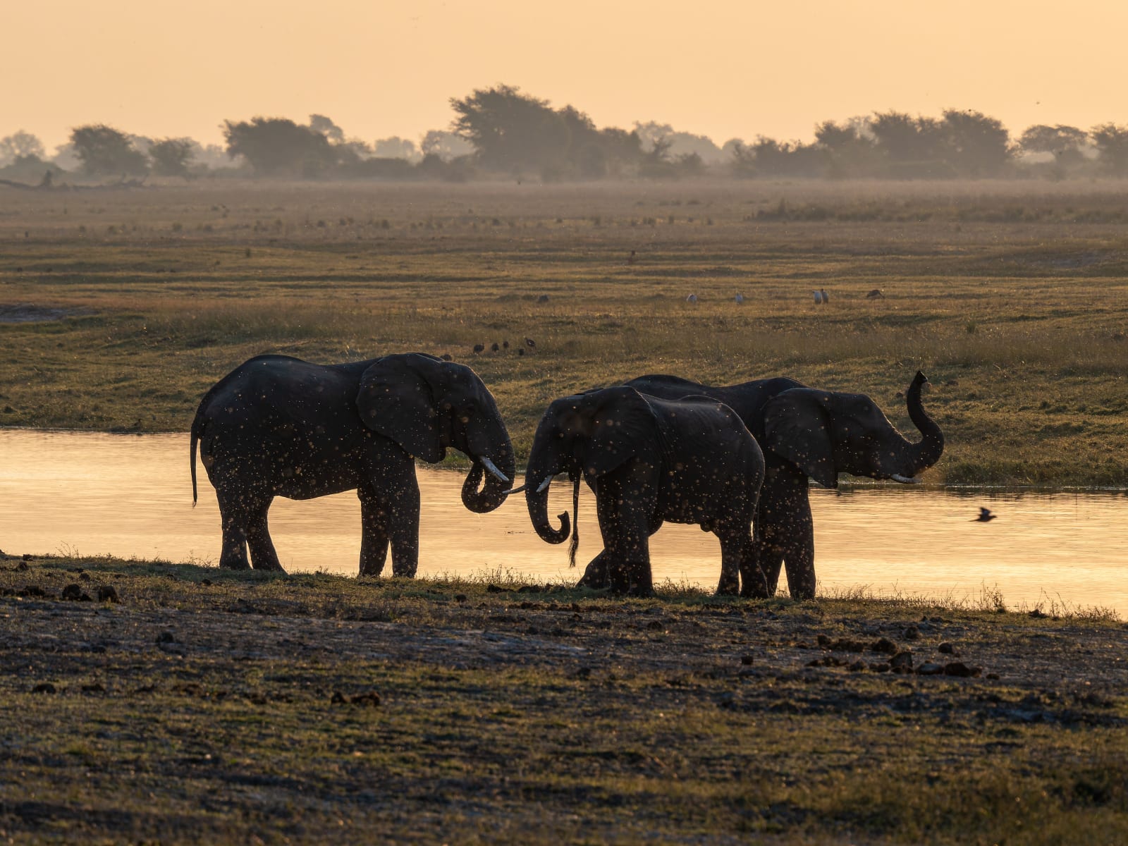 Two elephants at the bank of a river during sunset (Representative Image Source: Pexels | Photo by Rino Adamo)