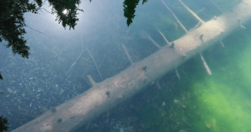 Submerged log and tree in a clear lake (Representative Image Source: Pexels | Photo by Alexey Demidov)