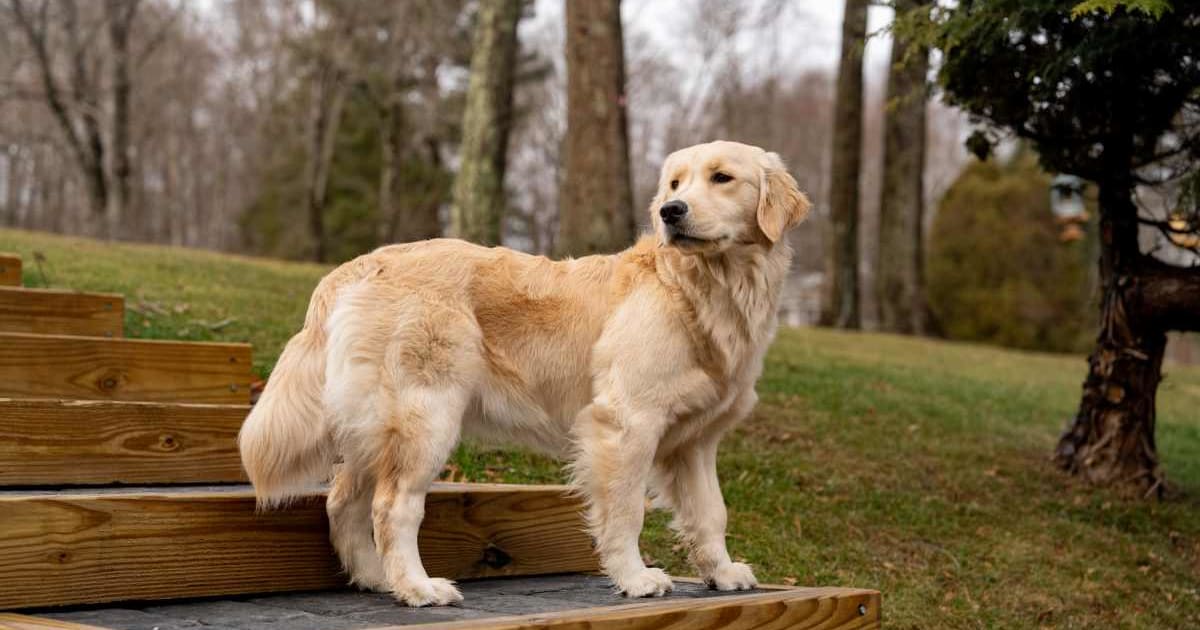 Their neighbor died. They found his missing dog a mile away beside his sweater, refusing to leave