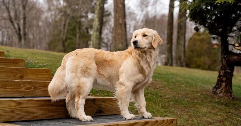 Their neighbor died. They found his missing dog a mile away beside his sweater, refusing to leave