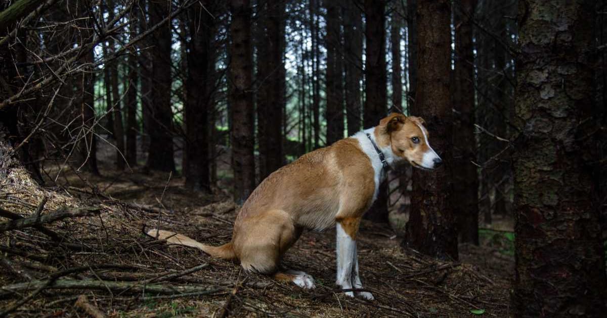 Woman let a rescue team photograph her 'photogenic' dog — then saw him as the face of a fake abuse fundraiser. She commented: 'That’s my dog'