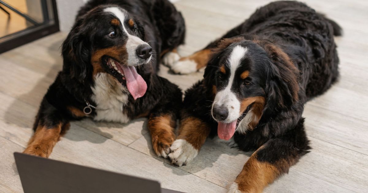 Dogs are pawing at the screen while watching Netflix's newest 'Sealook.' Experts explain why