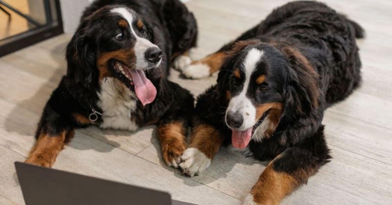 Dogs are pawing at the screen while watching Netflix's newest 'Sealook.' Experts explain why